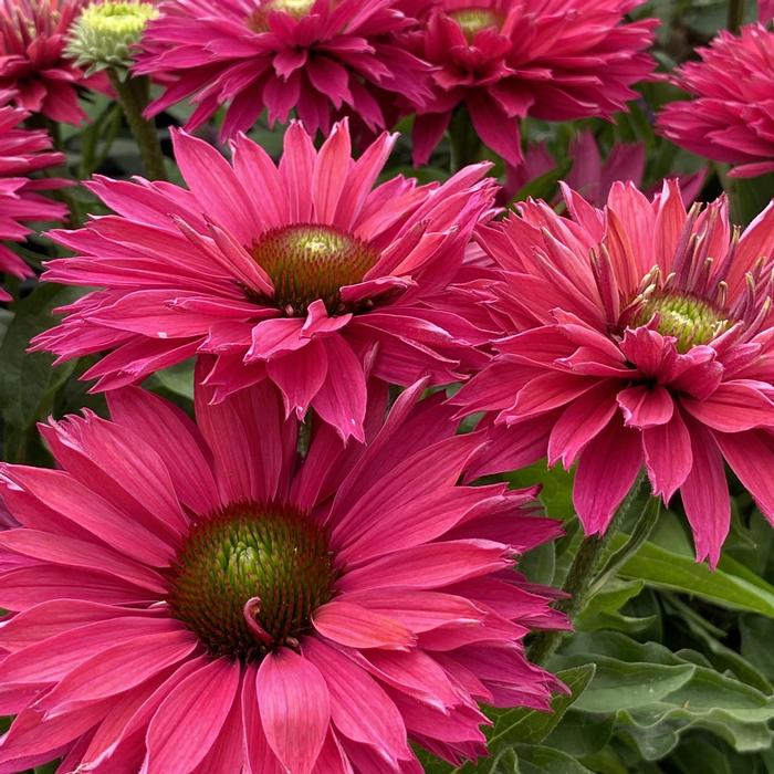 Echinacea SunSeekers Sweet Fuchsia