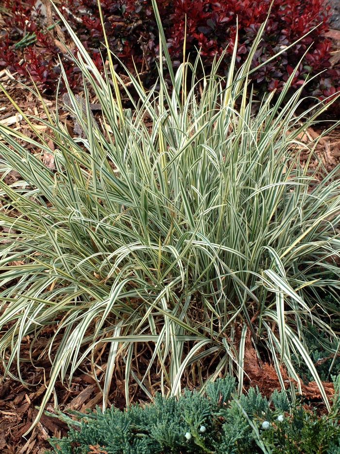 GR Arrhenatherum elatius Variegatum