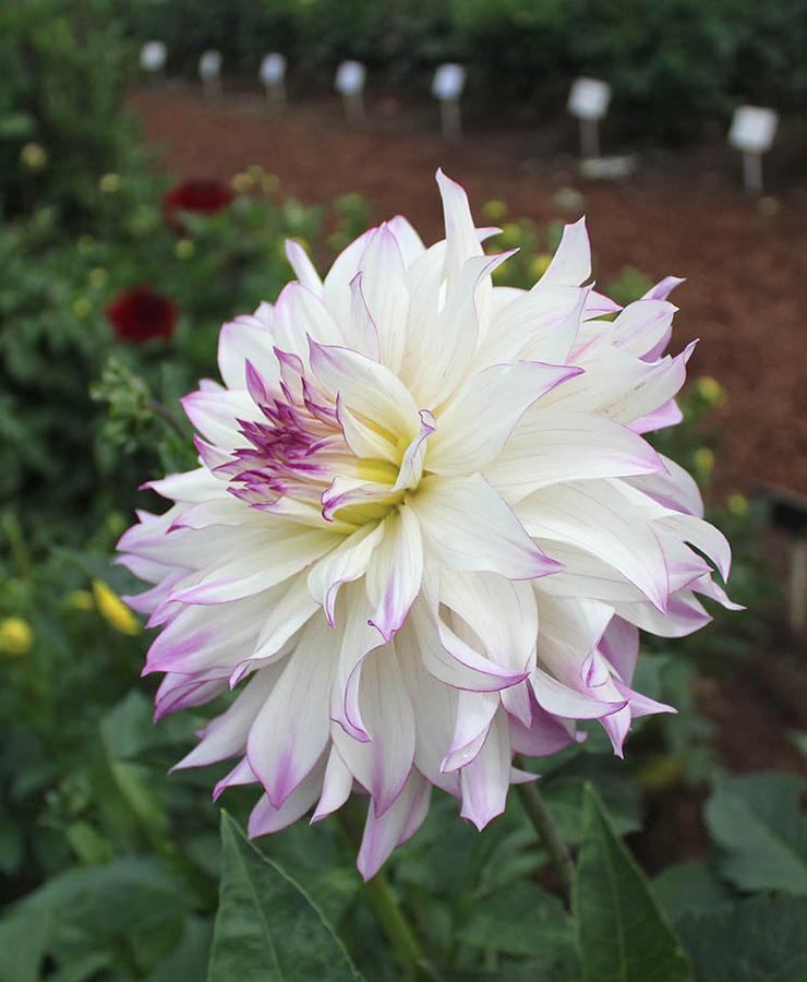 Dahlia Ferncliff Illusion