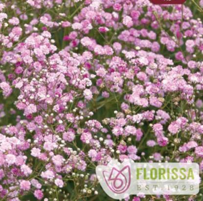 Gypsophila (per) Festival Pink Lady