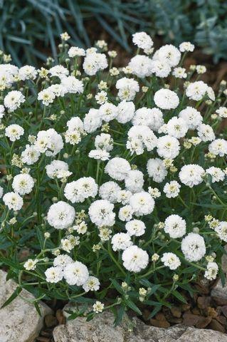 Achillea ptarmica Marshmallow