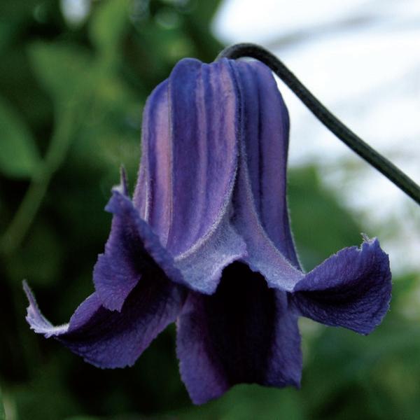 Clematis Gp C integrifolia Fascination