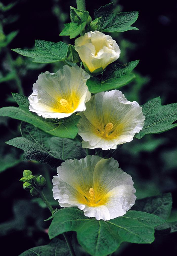 Alcea rosea Spotlight™ Polarstar
