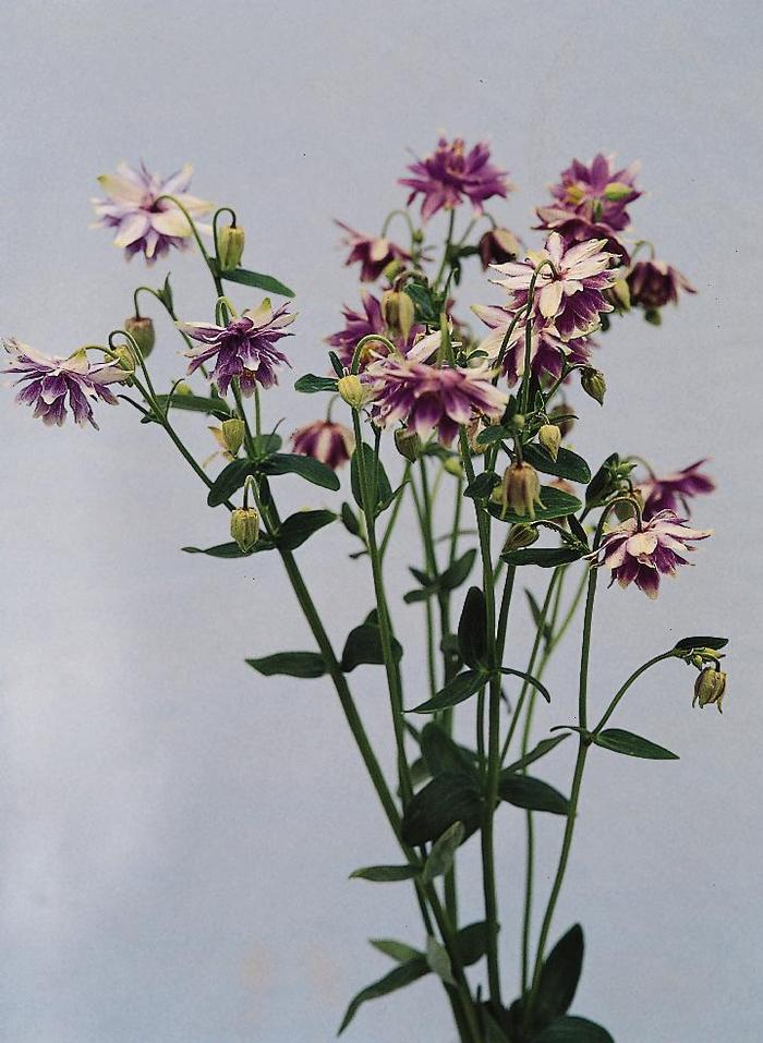 Aquilegia vulgaris Christa Barlow