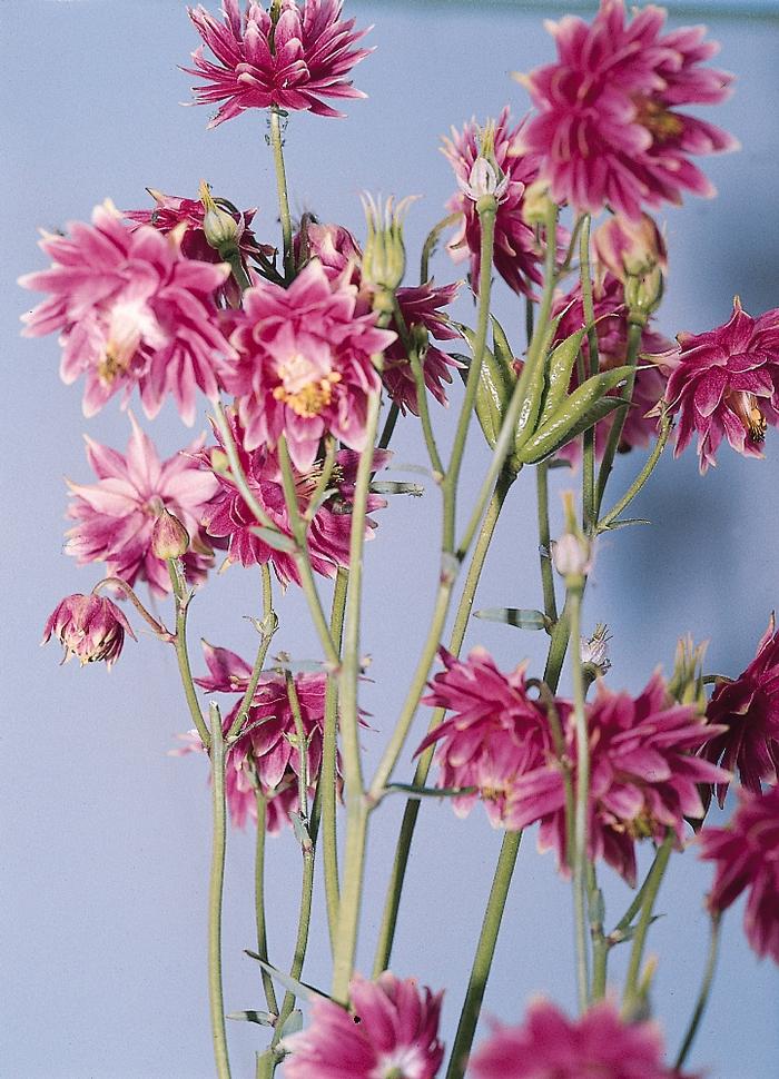 Aquilegia vulgaris Nora Barlow