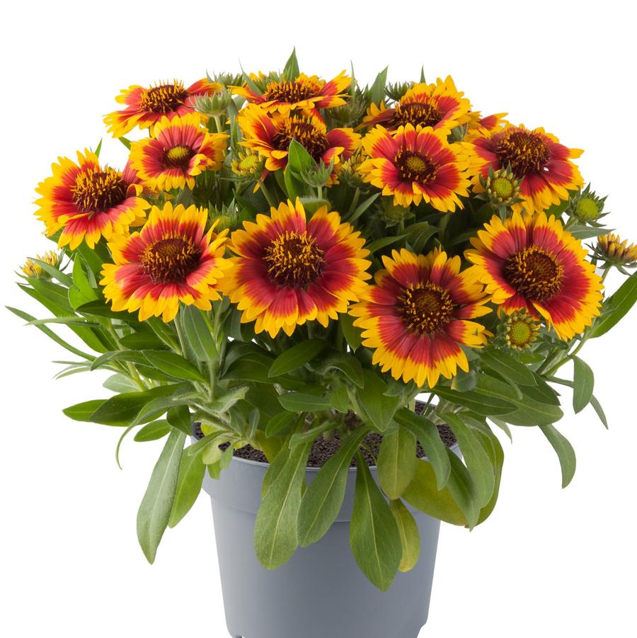 Gaillardia Guapa Flamenco Bicolor