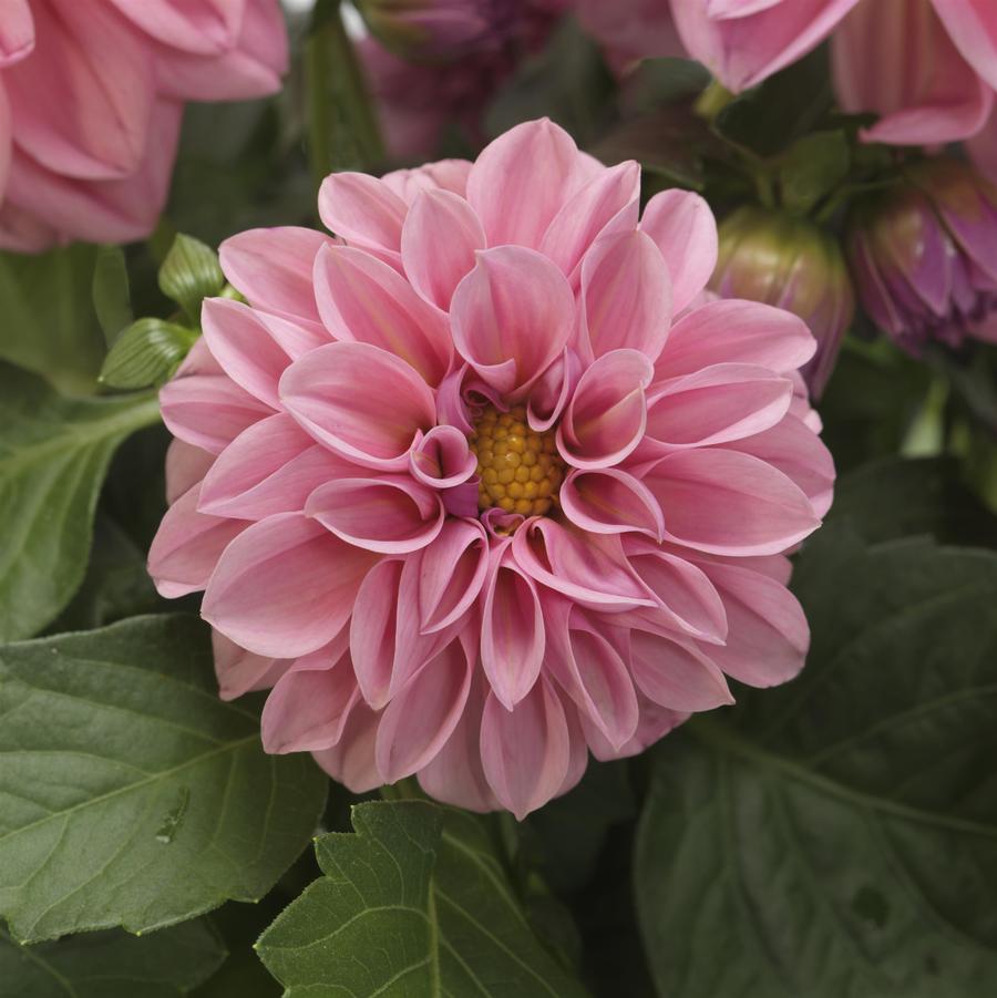 Dahlia Dahlietta® Emily
