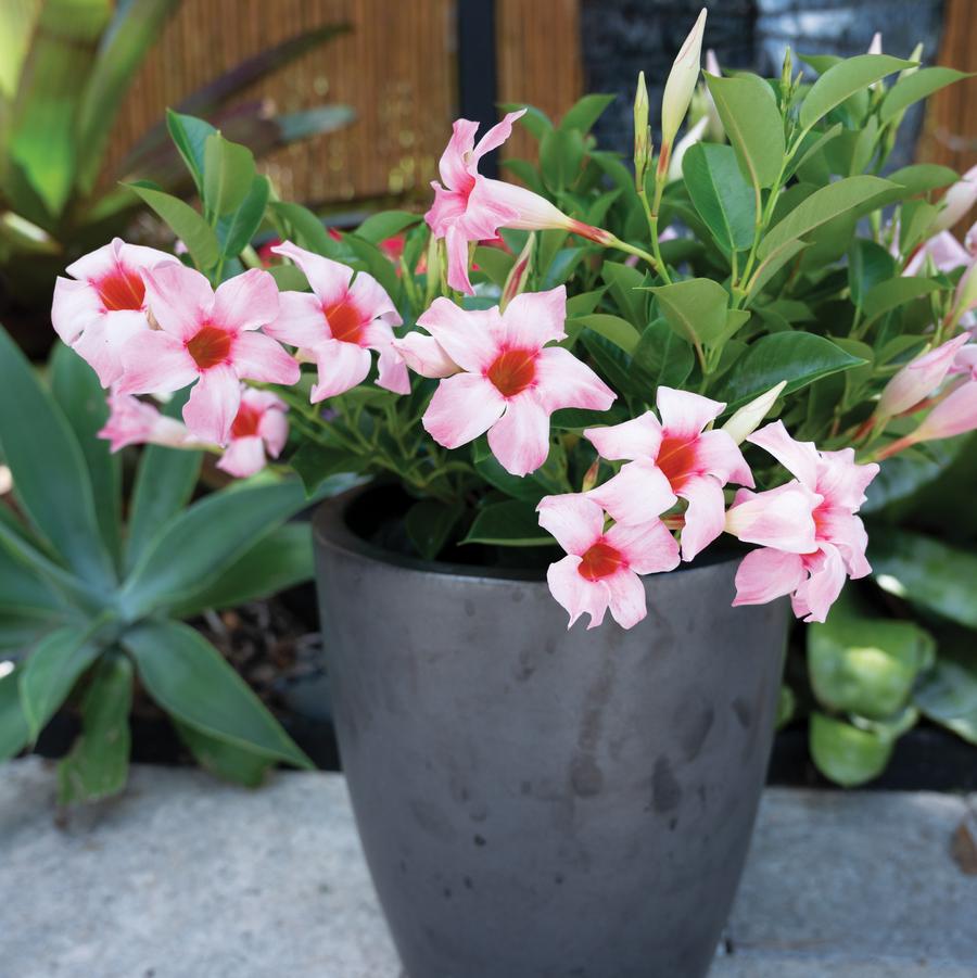 Mandevilla Sun Parasol&reg; Original Cream Pink