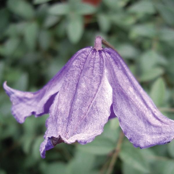 Clematis Gp C integrifolia Blue Boy