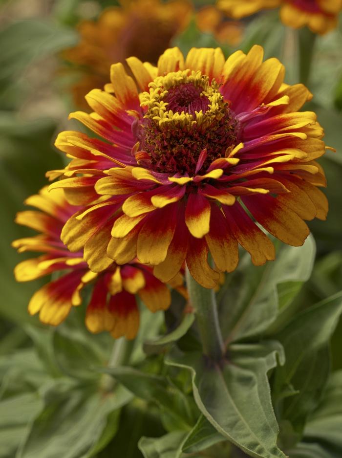 Zinnia elegans Zowie! Yellow Flame