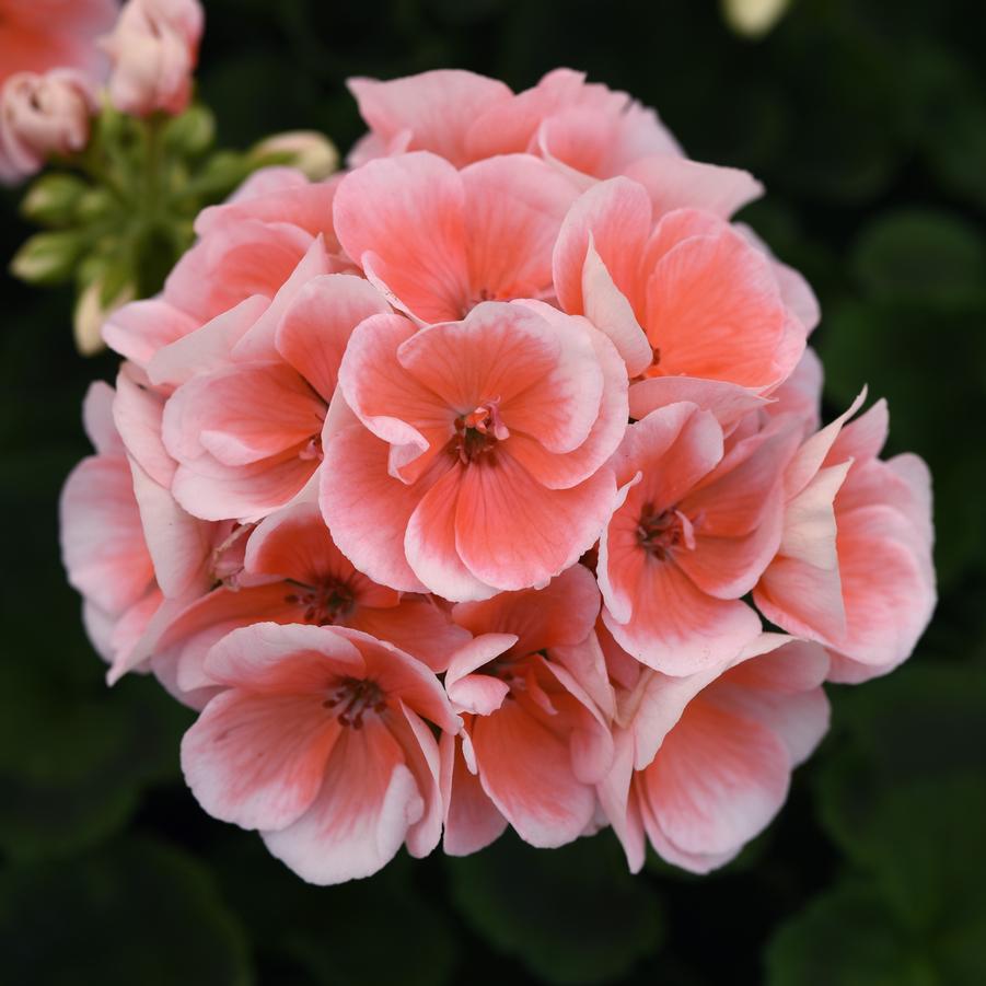 Geranium (Zonal) Sunrise&trade; Light Salmon