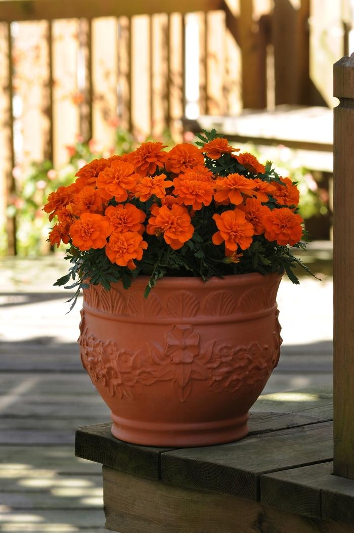Marigold Bonanza Deep Orange