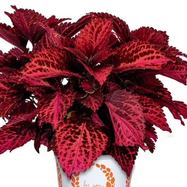 Coleus Lux Ruby Sparkle