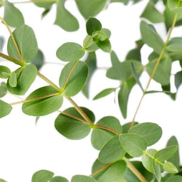 Eucalyptus Small Leaved Gum