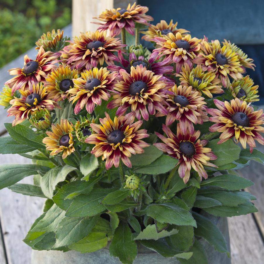 Rudbeckia Sunbeckia Cherry
