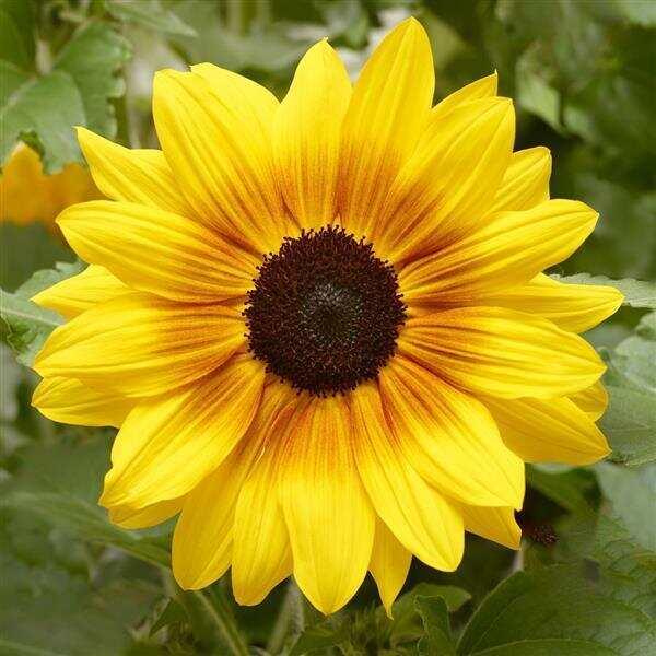 Sunflower Sunfinity Yellow Red Bicolor