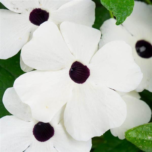 Thunbergia Tower Power White