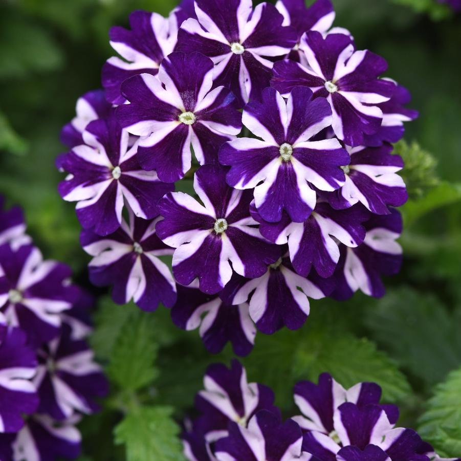 Verbena Firehouse™ Violet Vortex