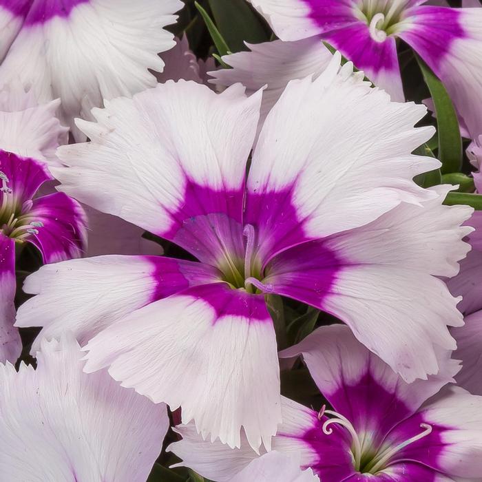 Dianthus chinensis Venti Parfait&trade; Blueberry Eye