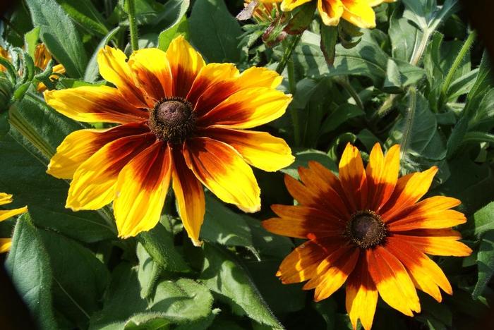 Rudbeckia hirta Sunspot Yellow Bicolor
