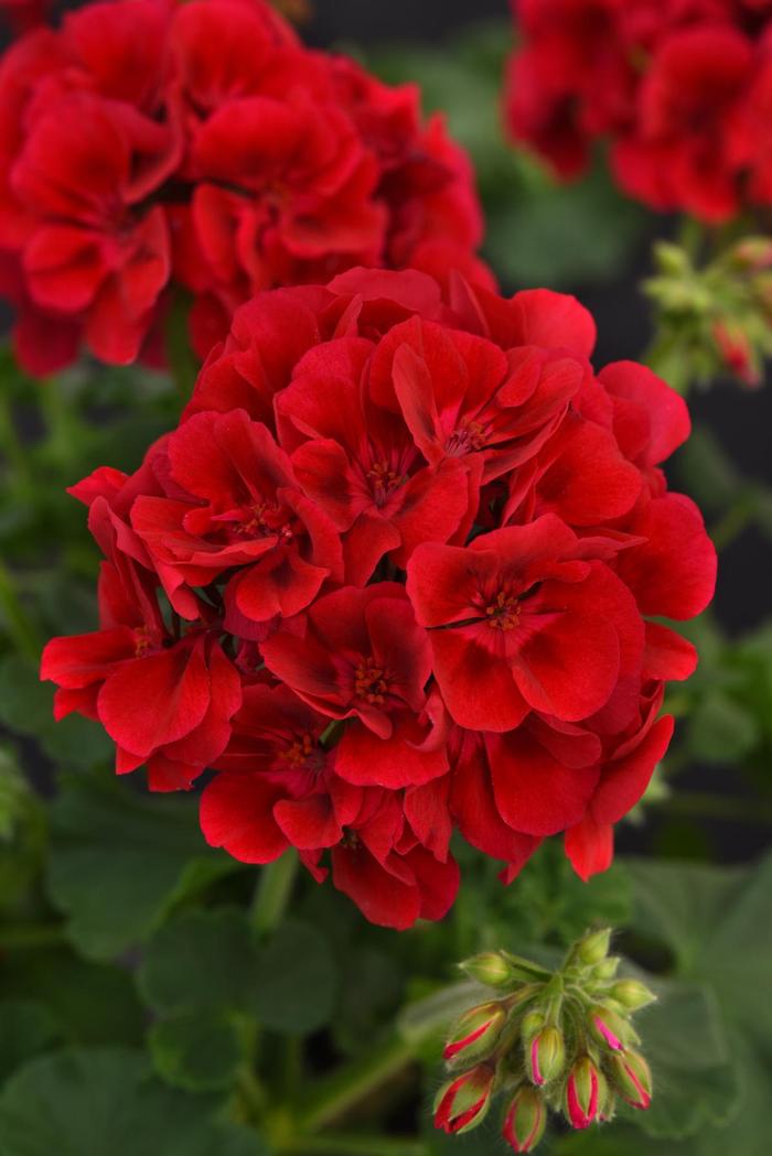 Geranium (Zonal) Galaxy&trade; Raspberry Sizzle