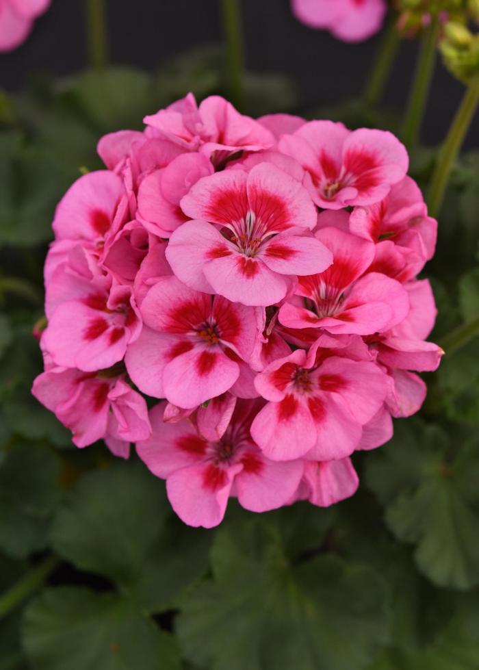 Geranium (Zonal) Fantasia&reg; Lavender Sizzle