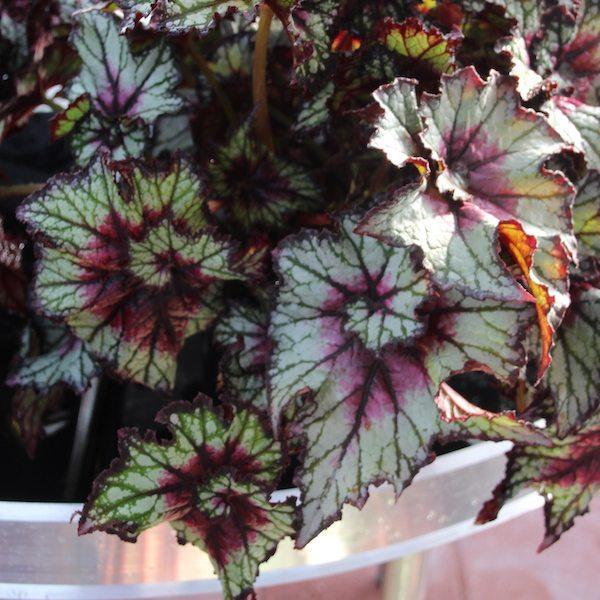 Begonia Curly Cherry Mint