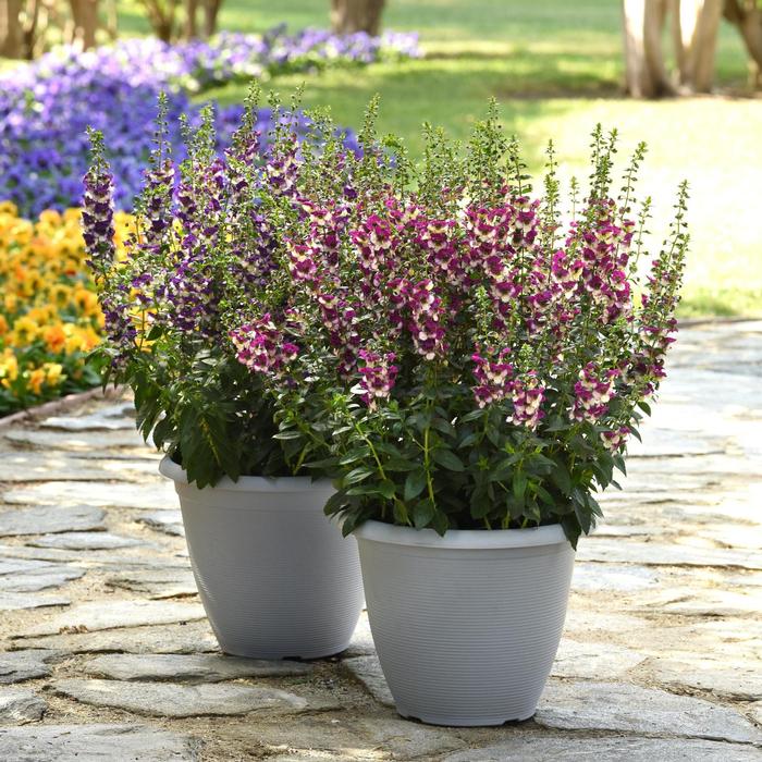Angelonia angustifolia AngelDance&trade; Fuchsia bicolor
