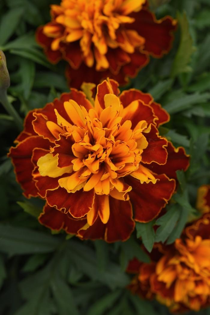 Marigold Bonanza Harmony