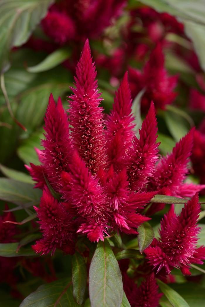 Celosia spicata Intenz&trade; Lipstick
