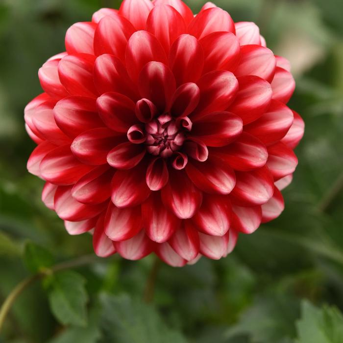 Dahlia Dalaya&reg; Red Lace