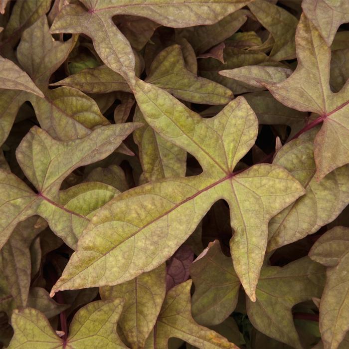 Ipomoea batatas Sidekick&trade; Heart Bronze