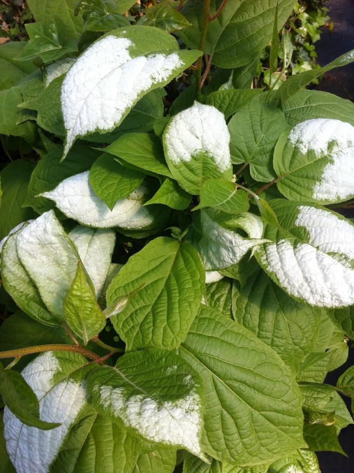 Actinidia kolomikta (male & female combo) Arctic Beauty
