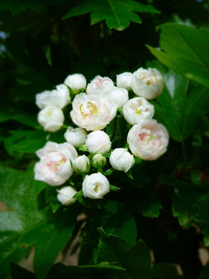 Crataegus x mordenensis Toba