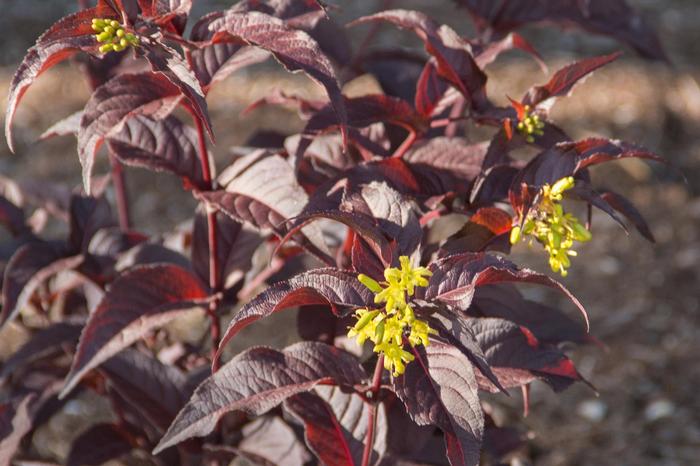 Diervilla splendens Firefly&trade; Nightglow&trade;