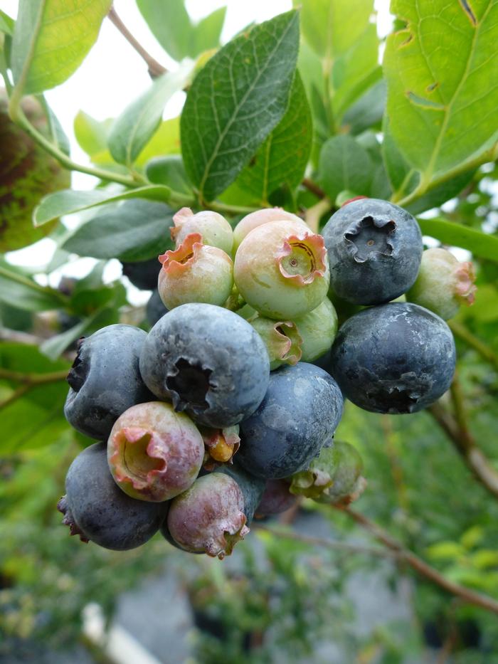 Vaccinium angustifolium Northland