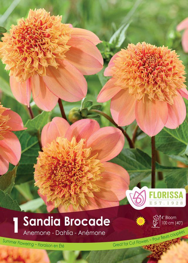 Dahlia Sandia Brocade