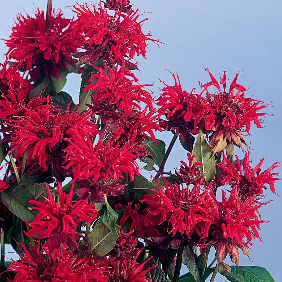 Monarda Panorama Red
