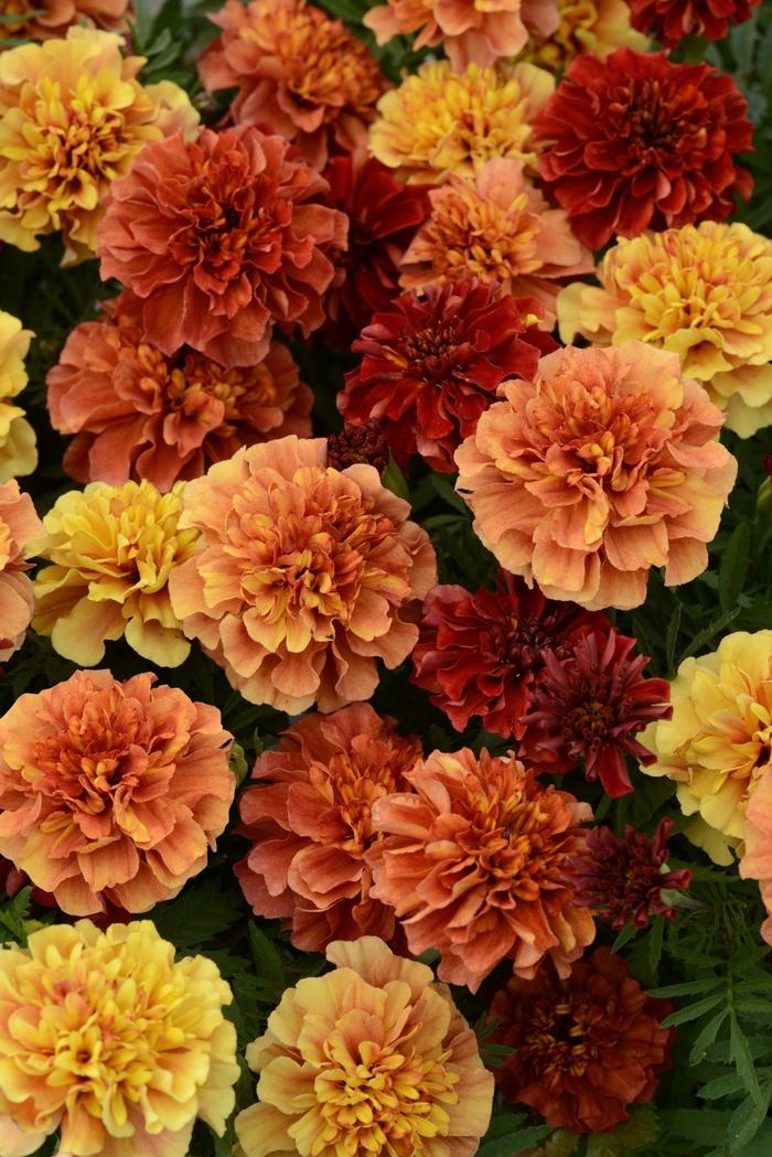 Marigold French Strawberry Blonde
