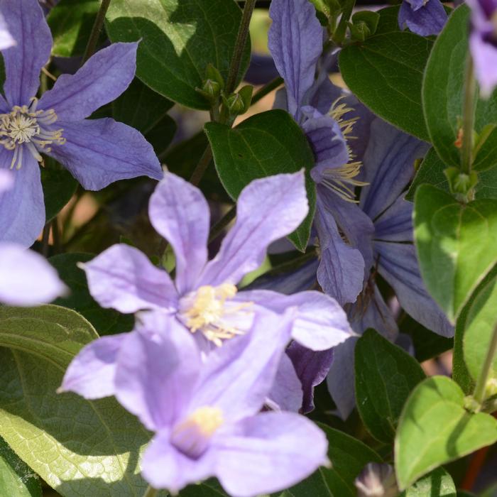 Clematis Gr C Arabella