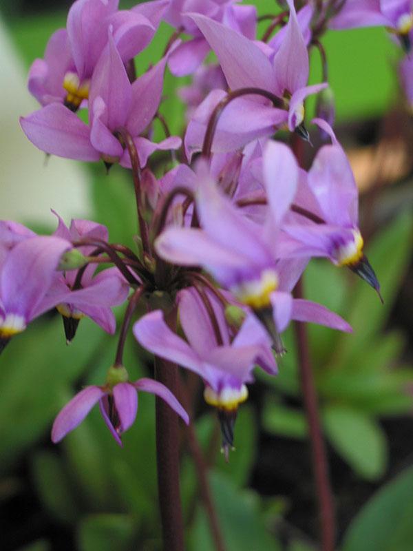 Dodecatheon meadia Lilac