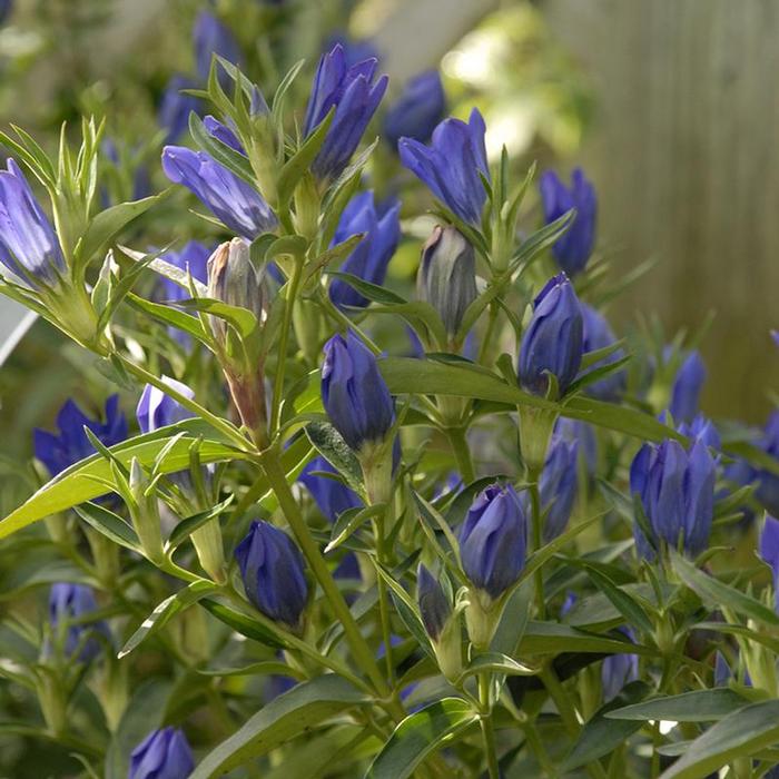 Gentiana True Blue