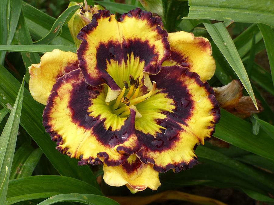 Hemerocallis Pansy Face Charmer