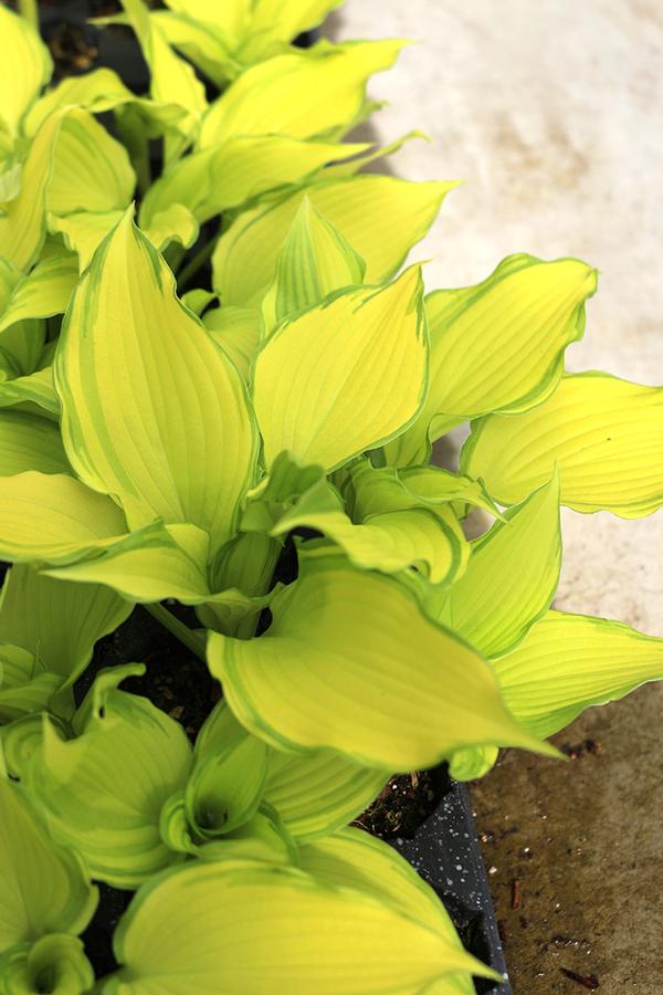Hosta Dancing Darling