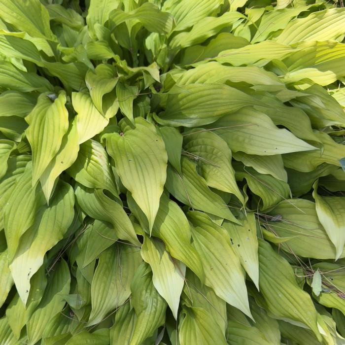 Hosta Time in a Bottle