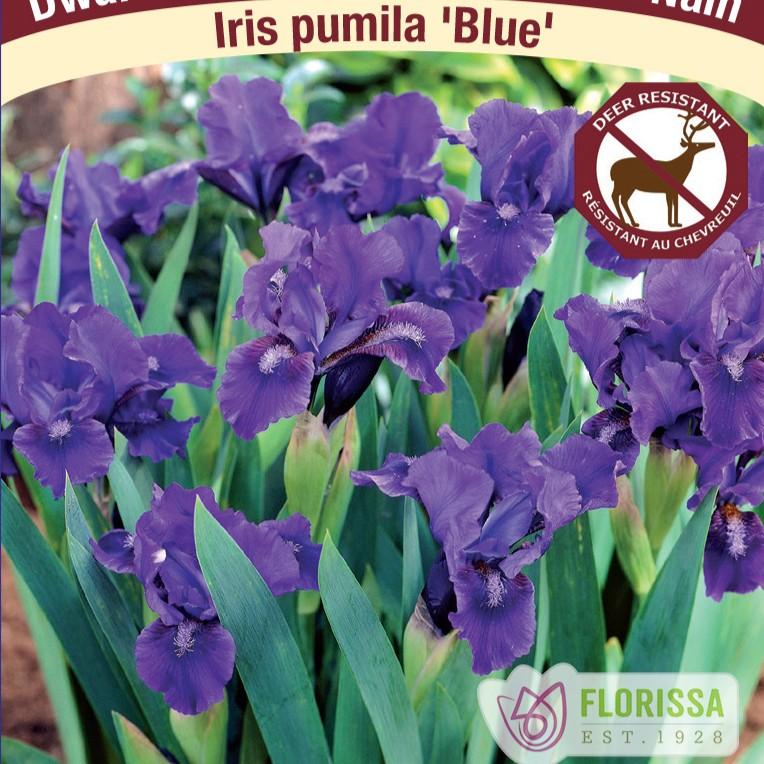 Iris pumila Blue