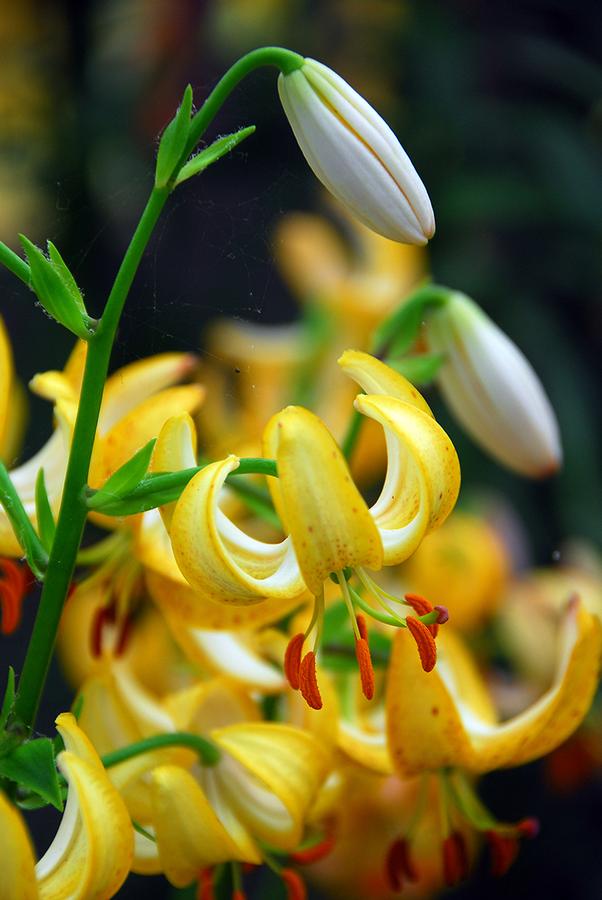 Lilium martagon Golden Morning