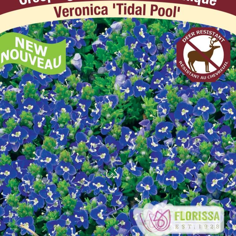 Veronica Tidal Pool
