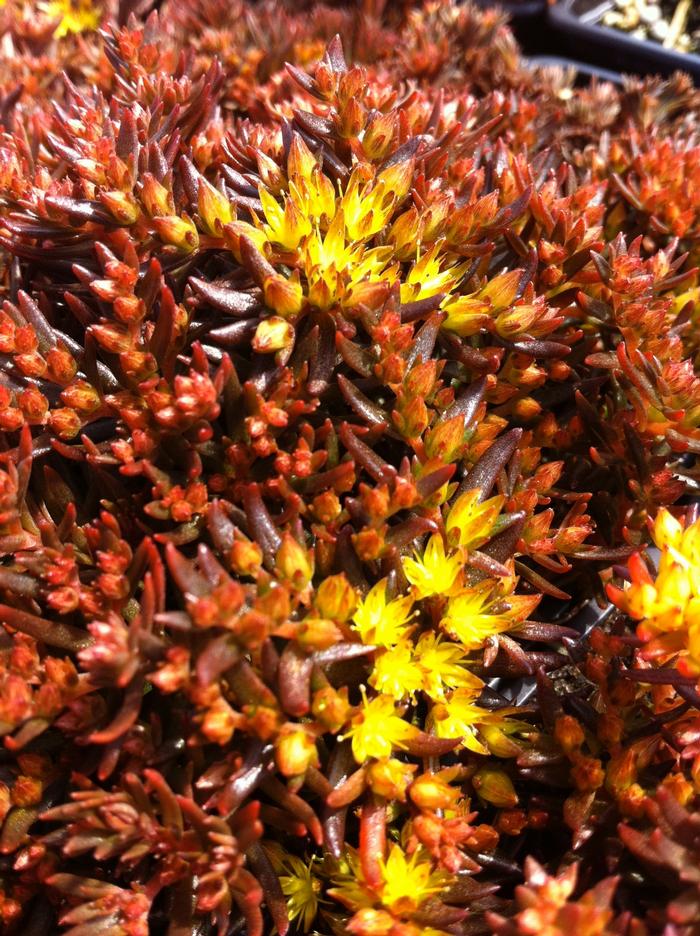 Sedum hakonense Chocolate Ball