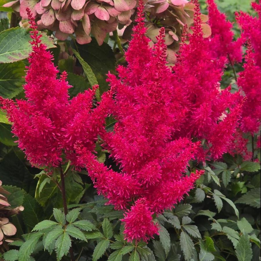 Astilbe Music&trade; Red Drumset